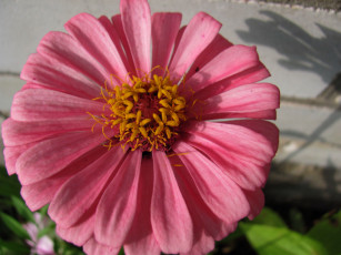 Картинка цветы цинния розовая макро