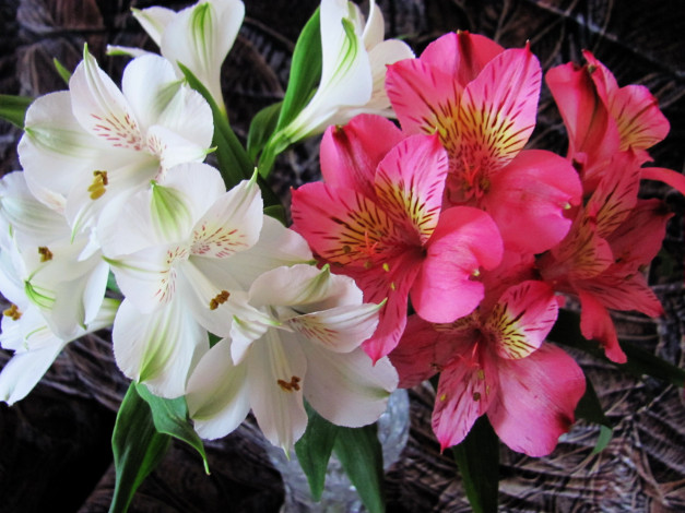 Обои картинки фото цветы, альстромерия, белый, розовый