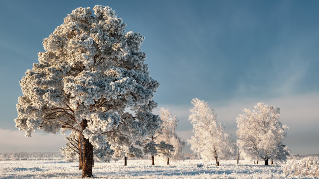 Обои картинки фото природа, деревья, заснеженные, под, голубым, небом, зима