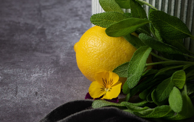 Обои картинки фото еда, цитрусы, лимон, мята