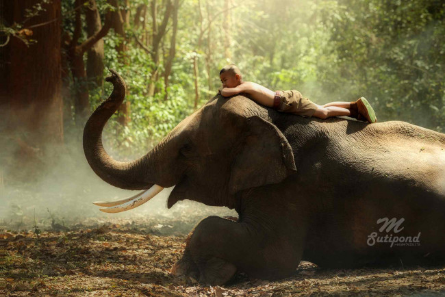 Обои картинки фото разное, настроения, слон, мальчик, лес
