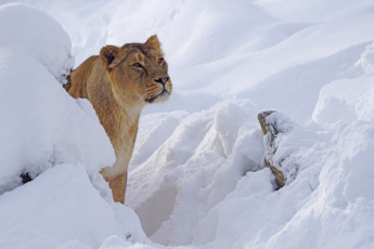 обоя животные, львы, львица, снег, зима, хищник