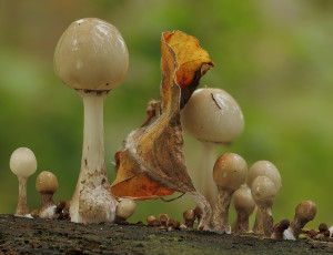 обоя природа, грибы