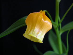 Картинка цветы сандерсония золотой ландыш
