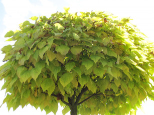 Картинка природа деревья листья дерево крона