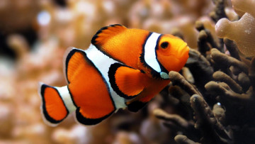 Картинка животные рыбы рыба-клоун кораллы