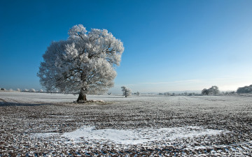 Картинка природа деревья иней зима дерево поле