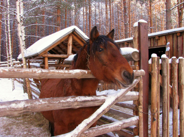 Обои картинки фото животные, лошади, конь, зима