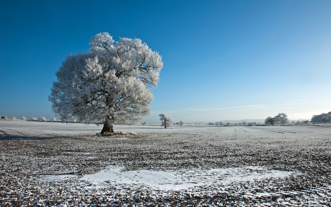 Обои картинки фото природа, деревья, иней, зима, дерево, поле
