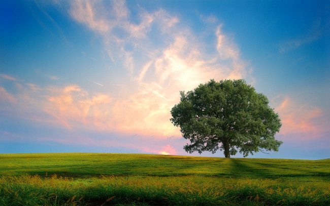 Обои картинки фото природа, деревья, облака, поле