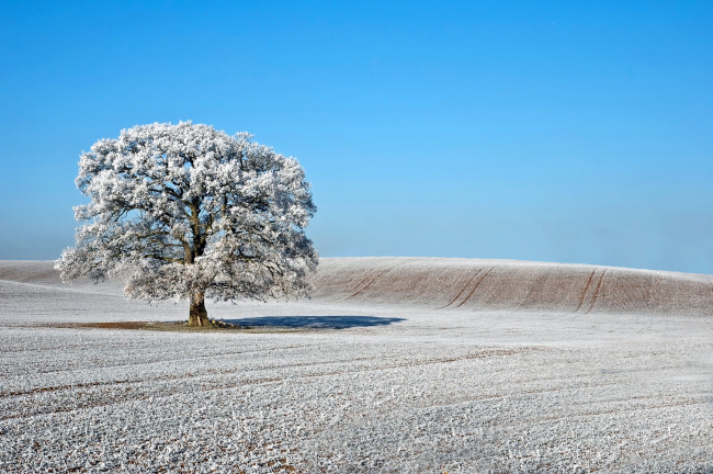 Обои картинки фото природа, деревья, дерево, иней, зима