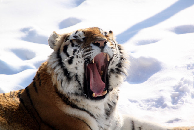 Обои картинки фото животные, тигры, снег, хищник, пасть