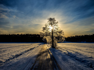 Картинка природа зима снег финляндия закат дерево поля