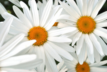 Картинка цветы ромашки лепестки белый