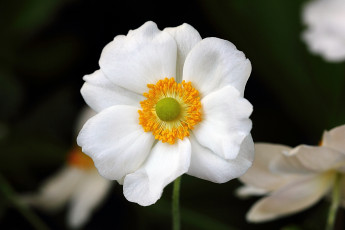 Картинка цветы ветреницы печёночницы белый цветок