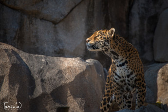 Картинка животные Ягуары камни взгляд
