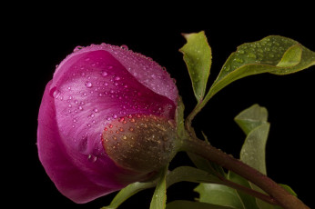 Картинка цветы пионы темный фон капли розовый бутон цветок