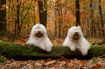 Картинка животные собаки лохматые лес осень