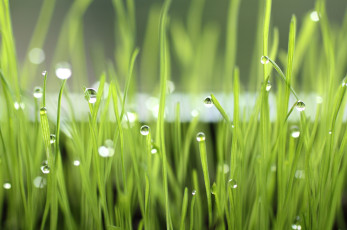 Картинка природа макро капли трава вода