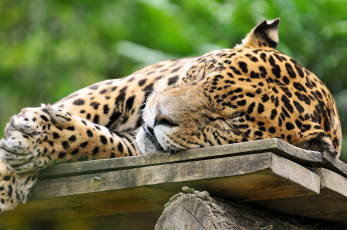 Картинка животные Ягуары ягуар дикая кошка сон