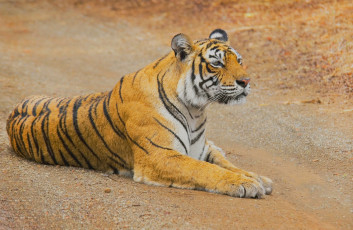Картинка животные тигры тигр hdr дикая кошка