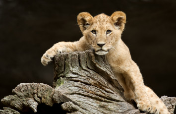 Картинка животные львы дерево львенок