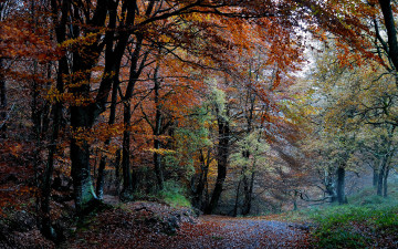 обоя природа, дороги, осень, лес, дорога, листва