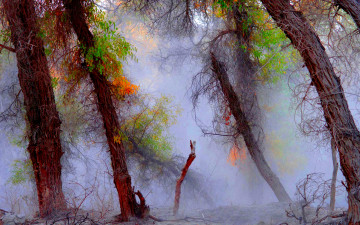 Картинка природа лес туман стволы свет