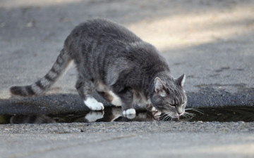 Картинка животные коты кошка улица вода