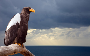 Картинка животные птицы хищники море ветка профиль птица орел тучи небо горизонт