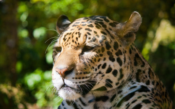 Картинка животные Ягуары ягуар дикая кошка морда