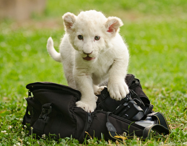 Обои картинки фото животные, львы, котёнок, львёнок, сумка