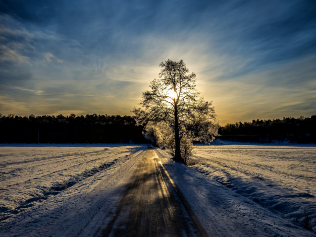Обои картинки фото природа, зима, снег, финляндия, закат, дерево, поля