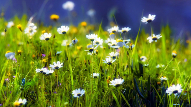 Обои картинки фото цветы, ромашки, трава