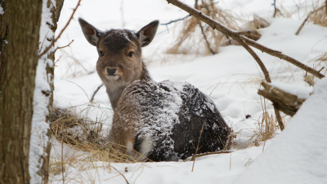 Обои картинки фото животные, олени, природа, зима, joung, deer