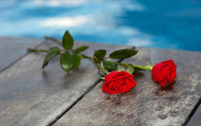 Обои картинки фото цветы, розы, стол, красный