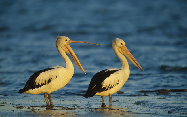 Обои картинки фото пеликаны, животные, мелководье, море, пара