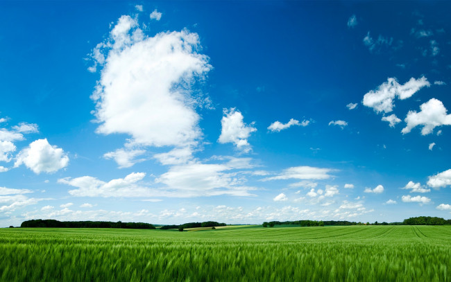 Обои картинки фото природа, поля, облака, пшеница, поле, небо