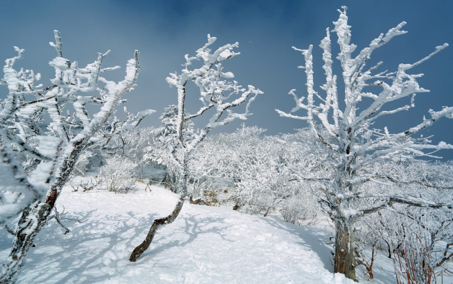 Обои картинки фото природа, зима, пейзаж, снег, деревья