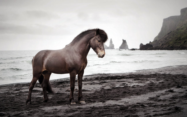 Обои картинки фото животные, лошади, море, конь, природа