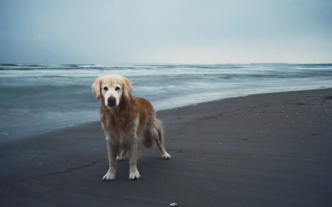 Обои картинки фото животные, собаки, взгляд, песок, друг, море, собака