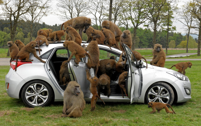 Обои картинки фото животные, обезьяны, автомобиль, павианы