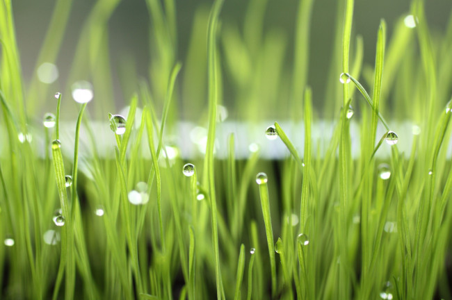 Обои картинки фото природа, макро, капли, трава, вода