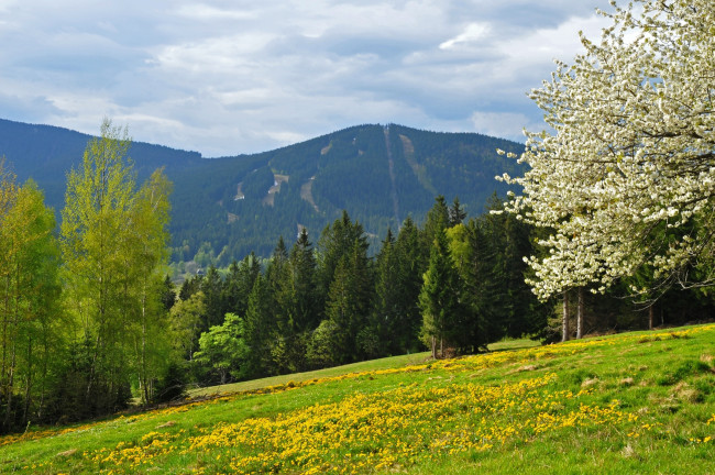 Обои картинки фото природа, пейзажи, поле, Чехия, шумава, лес, vrch, spicak, гора, шпичак, горы