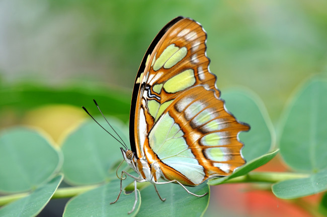 Обои картинки фото животные, бабочки, крылья, макро