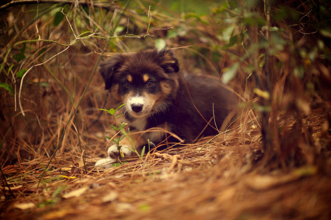 Обои картинки фото животные, собаки, ridley, лежа, собака, щенок, природа, растение, трава
