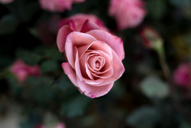 Обои картинки фото цветы, розы, размытость, цветок, роза, розовая