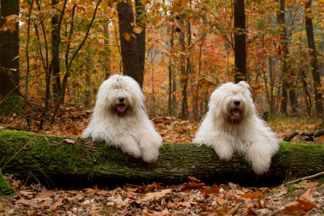 Обои картинки фото животные, собаки, лохматые, лес, осень