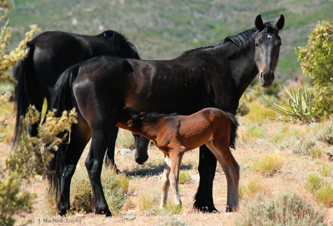 Обои картинки фото животные, лошади, малыш, мама