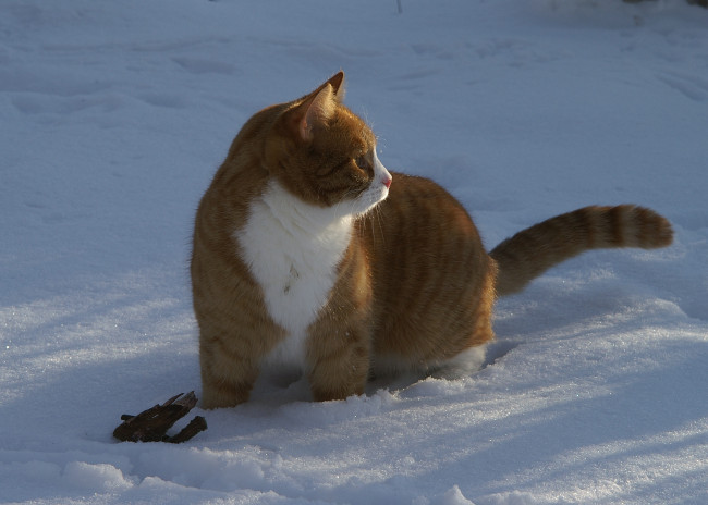 Обои картинки фото животные, коты, искры, снег, пушистик, рыжая, кошка